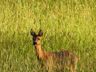 roe deer in the grass