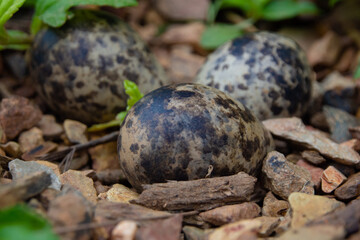 Bird eggs in the nest on the ground.