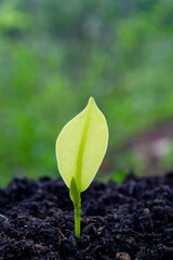 The seedlings are grown from fertile soil and morning sunlight. Ecological and ecological balance concept. Green Earth Day and Earth Day concept.