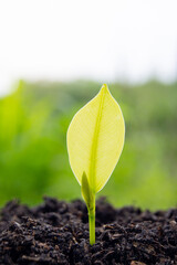 The seedlings are grown from fertile soil and morning sunlight. Ecological and ecological balance concept. Green Earth Day and Earth Day concept.