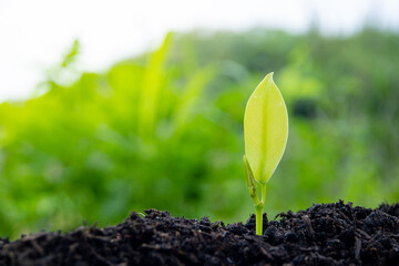 The seedlings are grown from fertile soil and morning sunlight. Ecological and ecological balance concept. Green Earth Day and Earth Day concept.