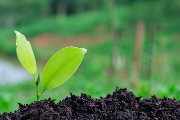The seedlings are grown from fertile soil and morning sunlight. Ecological and ecological balance concept. Green Earth Day and Earth Day concept.