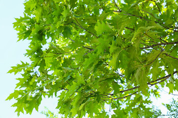 Fototapeta na wymiar Oak tree branches with green leaves on sky background