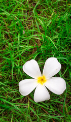 white flowers on the grass green nature