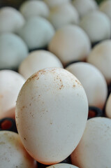 macro shot of white duck egg