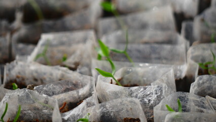 planting chili seeds in polybags for planting in the fields