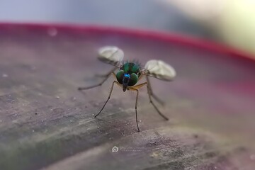 Green Mosquito