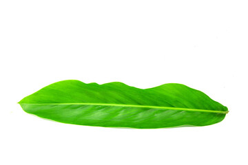 Galanga leaf isolated on white background