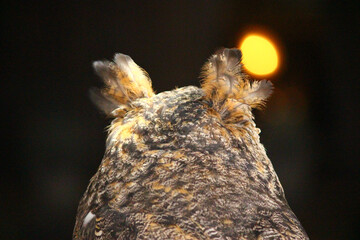 後ろから見たアメリカワシミミズクの立派な羽角が生えた頭