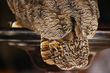 アメリカワシミミズクの尾羽