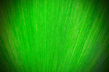 fresh green leaf as background