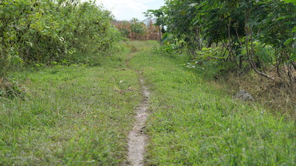 The path in the plantation area is full of lush green grass in tropical asia