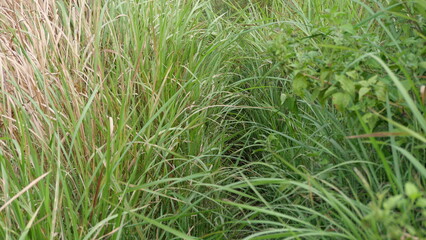 The path in the plantation area is full of lush green grass in tropical asia