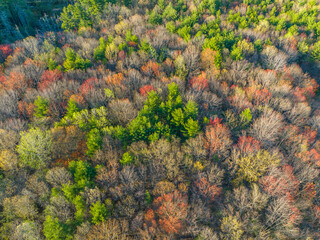 aerial view of spring colorful forest 