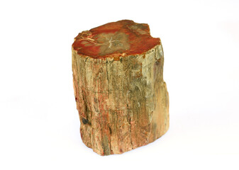 petrified wood sample isolated on white background