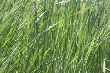 Closeup shallow focus green grass lawn in sunshine, healthy lawn, damaged grass, over seed, seed,...