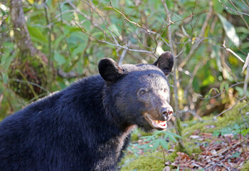Obraz na płótnie Canvas Black bear portrait - Great Smoky Mountains National Park, Tennessee