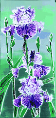 Vector illustration of purple colour flower on the white background.