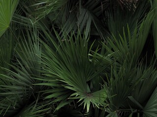 Fototapeta premium Tree plant green garden use on the background