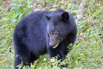 Black bear close - Great Smoky Mountains National Park, Tennessee