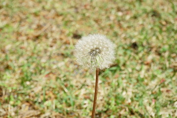 たんぽぽ