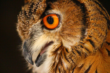 迫力のあるユーラシアワシミミズク