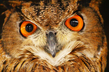 カメラ目線のユーラシアワシミミズクの顔のどアップ