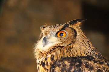 下から見上げてみたユーラシアワシミミズク