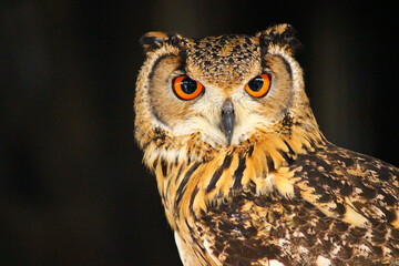 横から顔の出しているようなベンガルワシミミズク