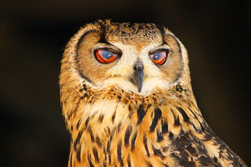 瞬膜が閉じた瞬間のベンガルワシミミズク