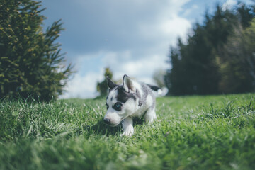 husky puppy