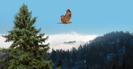 Red-tailed Hawk flying over the  cloudy sky and pine forest