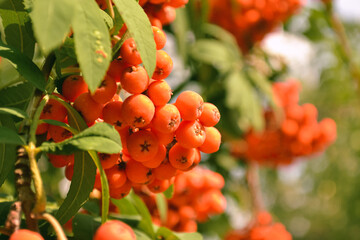 A bunch of ripe orange rowan berries close-up illuminated by sunlight against a background of green leaves