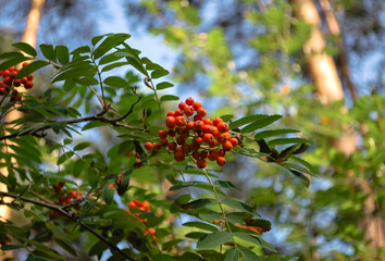 Clusters of ripe rowan berries on a branch with green leaves in the forest