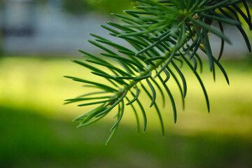 Green needles of a pine branch close-up against the background of a lawn in the shade and in the light in bokeh