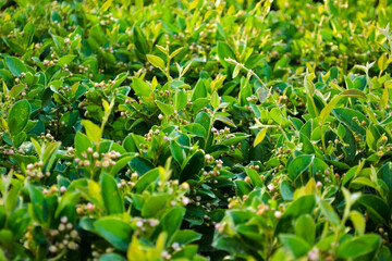 Fototapeta na wymiar Lush shrub with bright green leaves and small unopened flowers