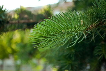 Pine branch with fresh green needles close up