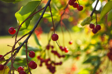 Red berry close-up on a tree branch surrounded by other red berries against a background flooded with sunlight