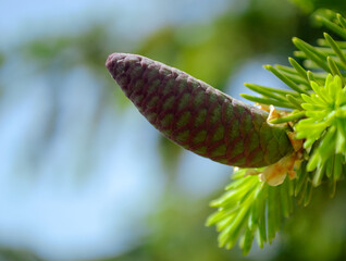Young closed fir cone close-up on a branch with needles on a blurred background