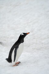 Eselspinguin (Pygoscelis papua) auf Half Moon Island auf den Süd-Shettland-Inseln vor der Antarktis