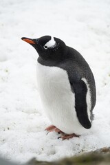Obraz premium Eselspinguin (Pygoscelis papua) auf Half Moon Island auf den Süd-Shettland-Inseln vor der Antarktis