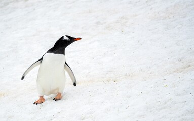Naklejka premium Eselspinguin (Pygoscelis papua) auf Half Moon Island auf den Süd-Shettland-Inseln vor der Antarktis