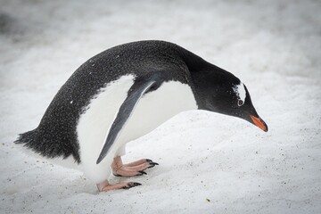 Eselspinguin (Pygoscelis papua) auf Half Moon Island auf den Süd-Shettland-Inseln vor der Antarktis