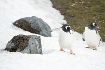 Fototapeta premium 2 Eselspinguine (Pygoscelis papua) auf Half Moon Island auf den Süd-Shettland-Inseln vor der Antarktis