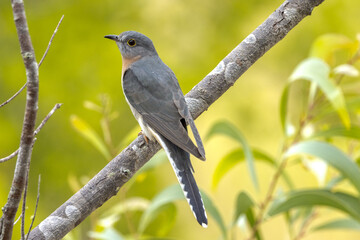 Obraz premium Fan-tailed Cuckoo in Queensland Australia