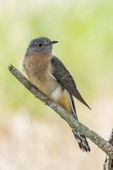 Fototapeta premium Fan-tailed Cuckoo in Queensland Australia