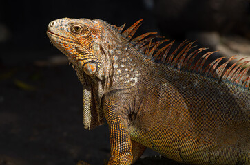 Close up of an iguana shown in Chiriqui, Panama.
