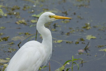 Obraz premium Plumed or Intermediate Egret in Queensland Australia
