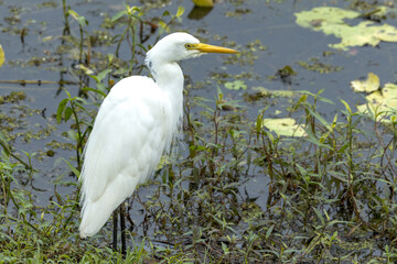 Plumed or Intermediate Egret in Queensland Australia