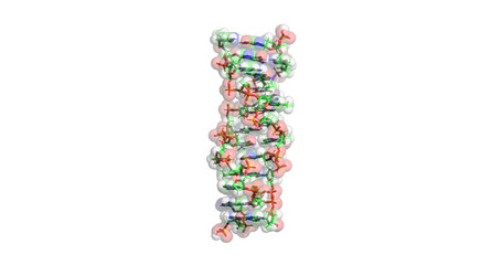 DNA (Z-DNA) molecule